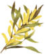 wattle